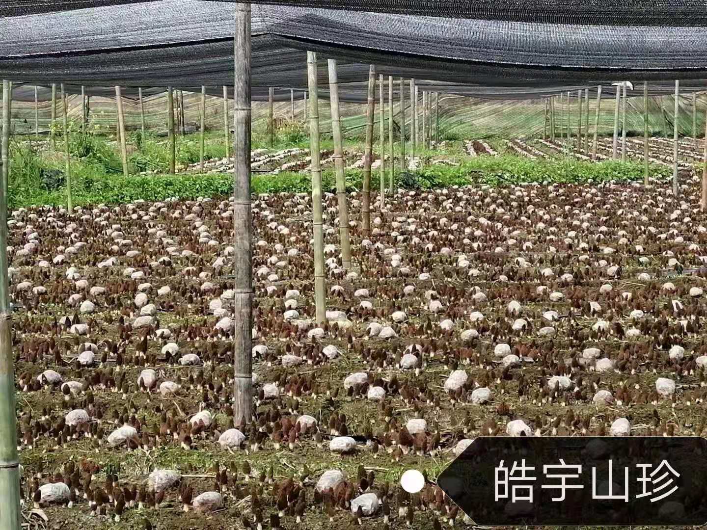 &#24320;&#20113;&#32593;&#39029;&#29256;